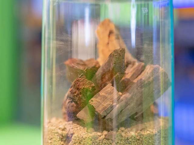 的时光淬炼与仲景宛西制药的品质坚守凯发首页登录厚土生白玉 一味茯苓(图3)