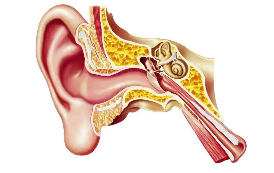 ?反复感染?可能有简单的解决方法!凯发·k8国际平衡力差?感统失调(图6) ?反复感染?可能有简单的解决方法!凯发·k8国际平衡力差?感统失调(图6)
